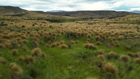 Neuseeländisches-Rotes-Tussock-Gras-Im-Schutzgebiet-In-Southland-In-Der-Nähe-Von-Mossburn,-Niedrige-Luftaufnahme