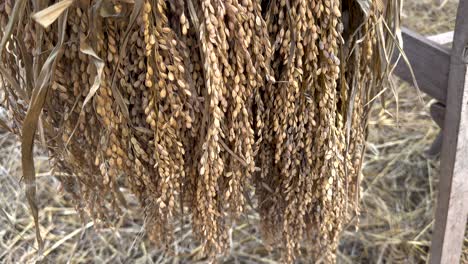 close-up of rice grains drying on racks