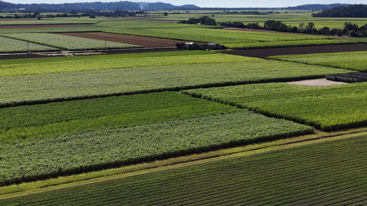 Sweeping aerial footage of expansive, vibrant green sugarcane fields under clear skies, showcasing agricultural landscapes and natural beauty