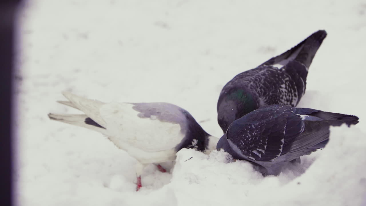 y palomas picoteando en la nieve