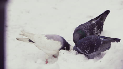 Dove-and-pigeons-pecking-in-the-snow