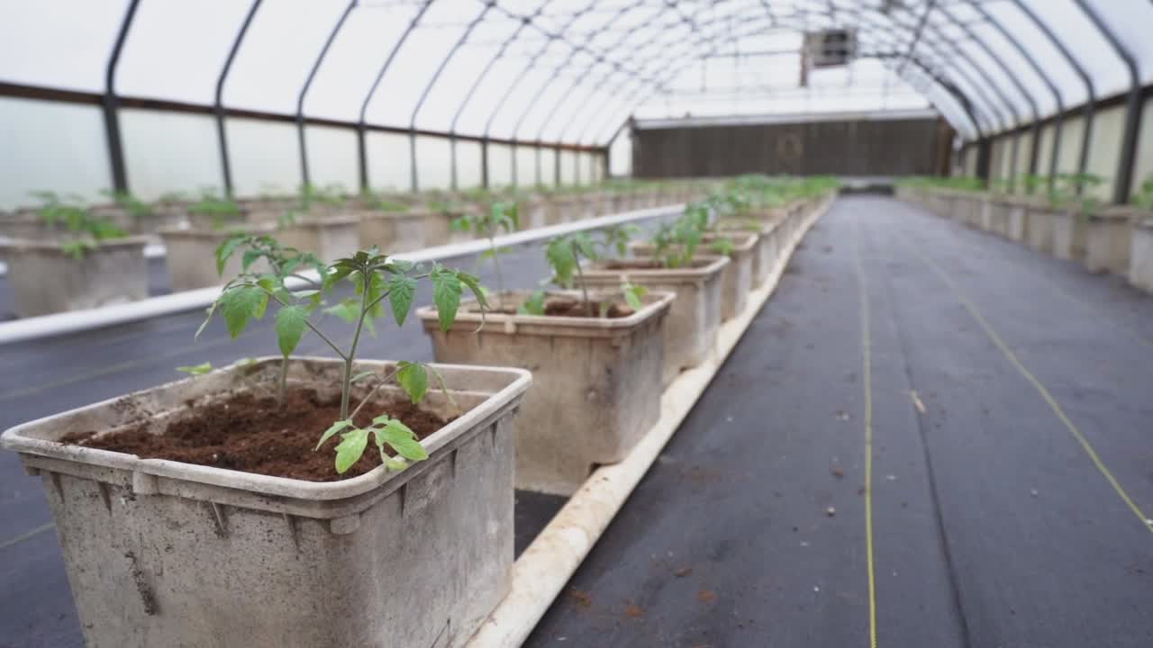 Young tomato plants recently transplanted into buckets in a greenhouse.