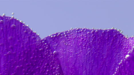 primer plano de un pétalo de flor púrpura con burbujas