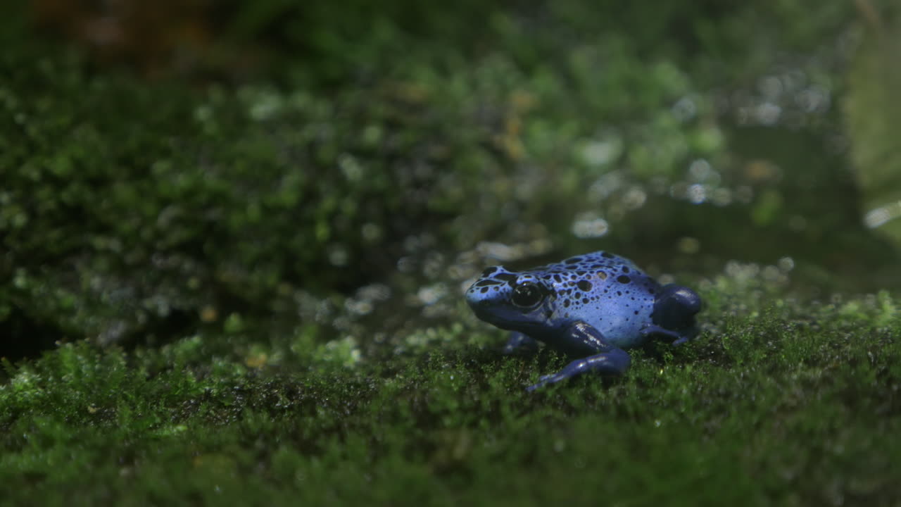 파란 독 화살개 개구리