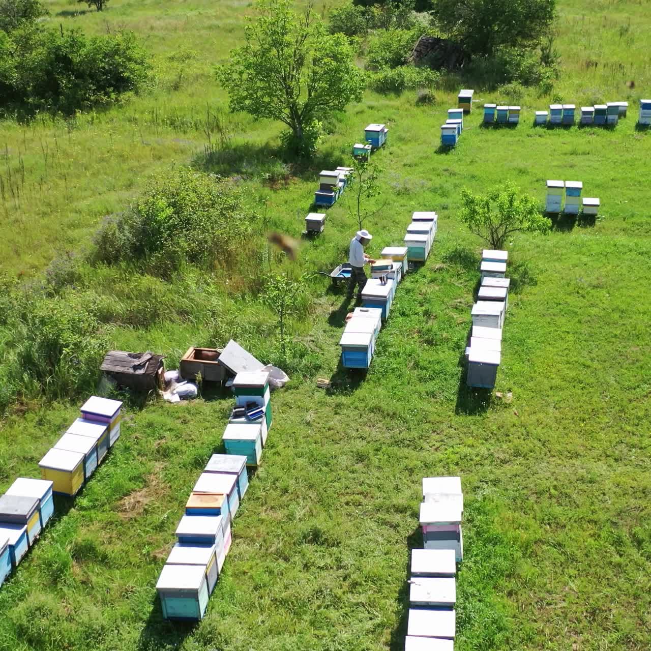 Apiary on green field. View from above on beehives and a beekeeper inspecting bees. Bees flying over the hives. Beekeeping concept. Aerial view.