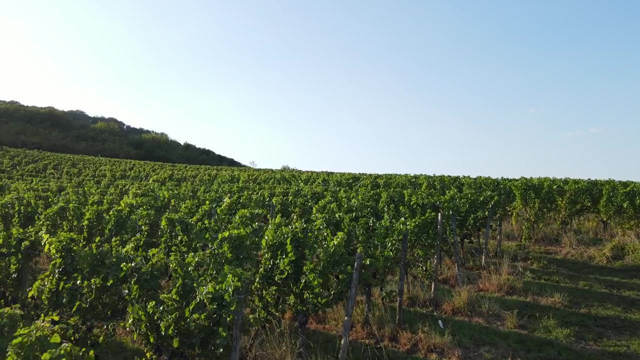 Vigneto, coltivazione di uva, campo agricolo, regione vinicola della Mosella, Francia, drone aereo
