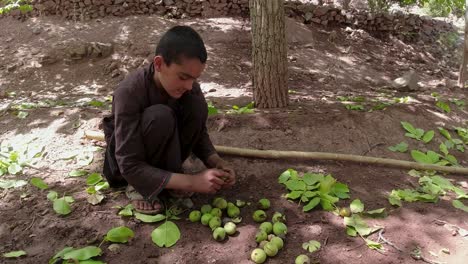 Green-Walnuts-in-Season