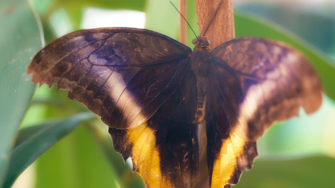 Farfalla gufo gigante dai bordi gialli posata su una pianta verde.