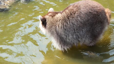 Cute-Racoon-At-The-Small-Pond-In-The-Zoo---close-up