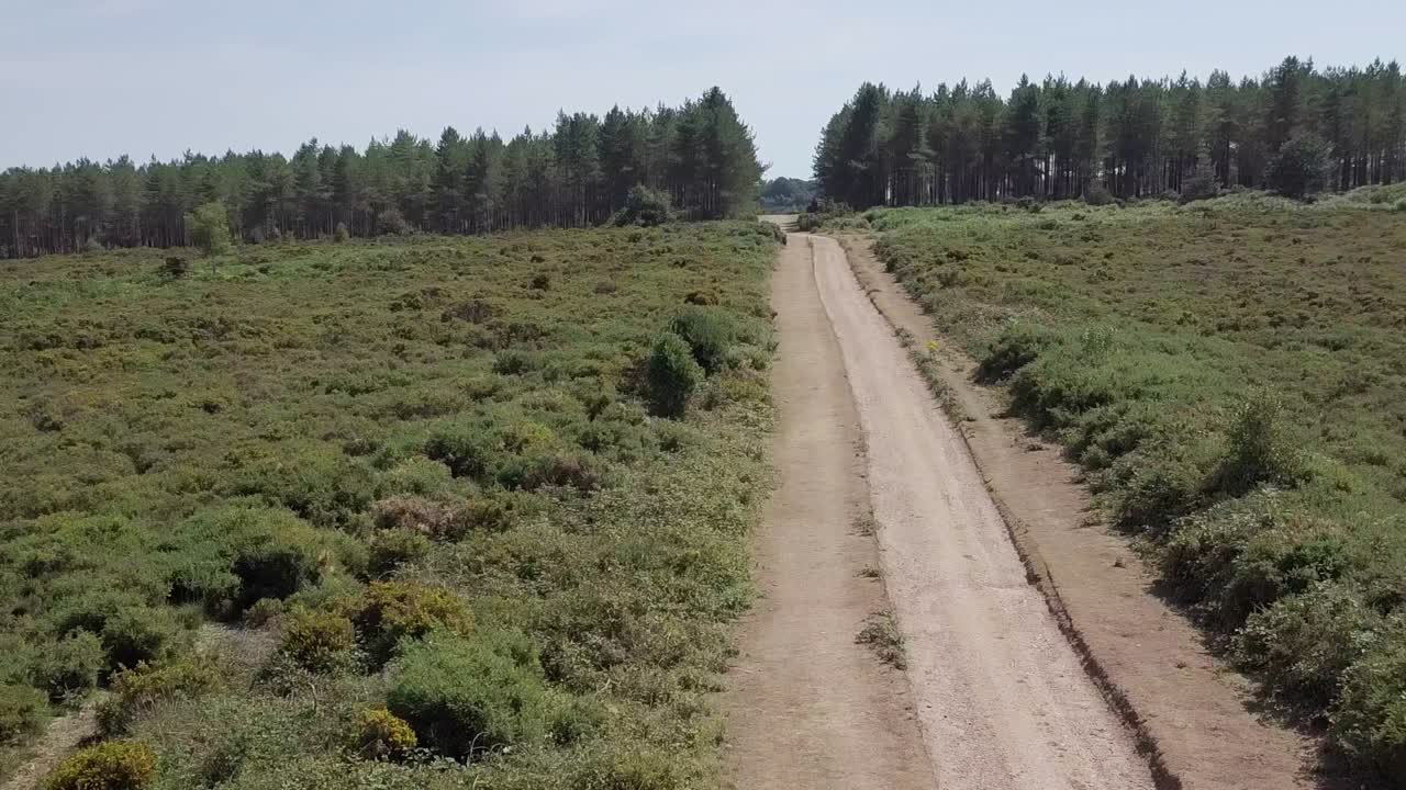 Dirt Road Through Forest