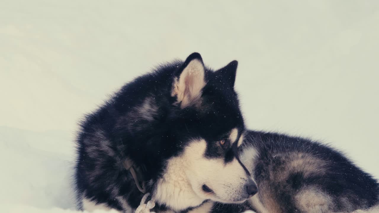 Alaskan Malamute peloso sdraiato sul terreno ghiacciato all'aperto