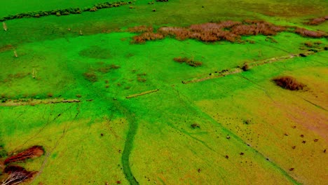 smooth flyover lakeshores of lake naivasha in kenya in 4k