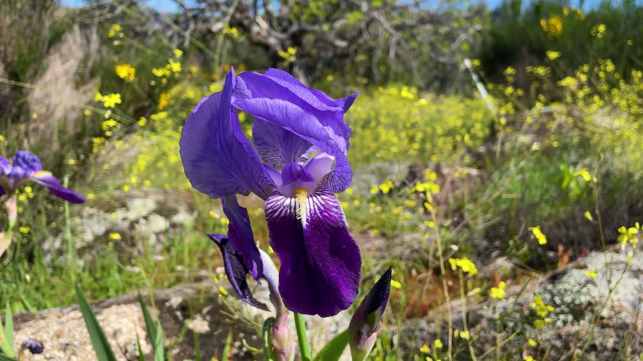 filmación de un primer plano de un iris germanica violeta azulado en un entorno salvaje rodeado de flores amarillas hay un ligero movimiento debido al viento el video está en cámara lenta