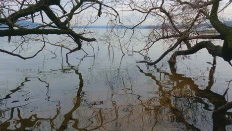 Aufrichten-Trockener-Äste,-Die-Sich-Im-Seewasser-Spiegeln