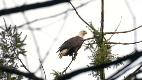 Bald-eagle-sat-on-tree-branch-and-flying-away-in-Squamish-in-Canada