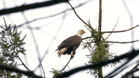 Weißkopfseeadler-Saß-Auf-Einem-Ast-Und-Flog-In-Squamish-In-Kanada-Davon