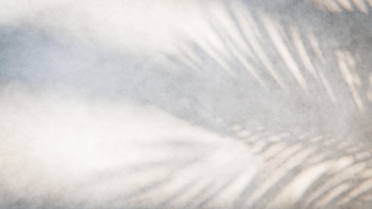 Moving Palm Leaf Shadows on a Textured Wall Background