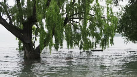 Ein-Baum-Und-Eine-Parkbank,-Die-Nach-Starkem-Regen-Im-Hochwasser-Versunken-Sind