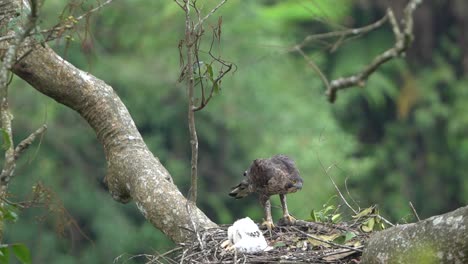 Un-águila-Halcón-De-Java-Observa-Los-Movimientos-De-Sus-Crías-En-El-Nido