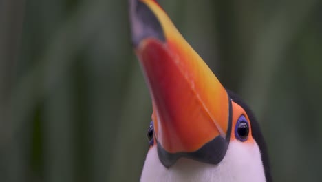 un primerísimo plano de un tucán mirando hacia arriba y parpadeando en un día lluvioso