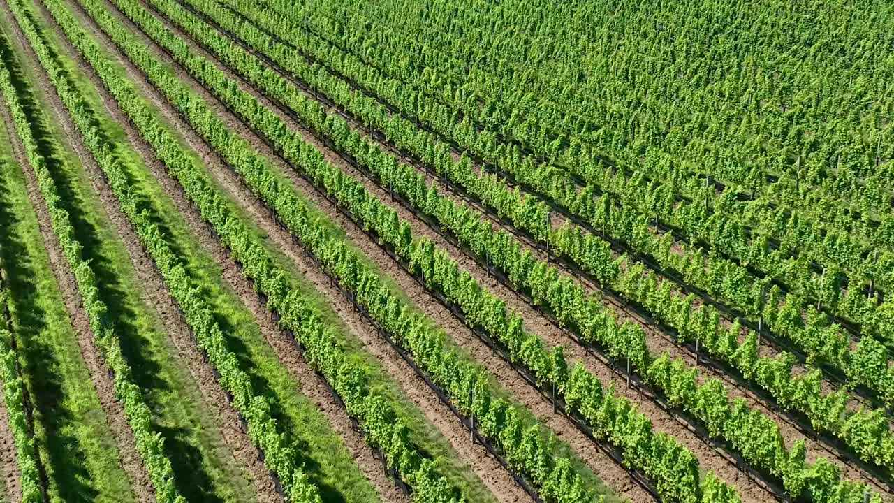 Grape vine in long island from aerial view