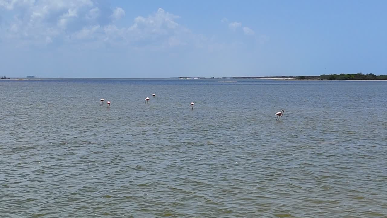 pink flamingos in shallow waters at Rio Lagartos, Yucatan on a sunny day