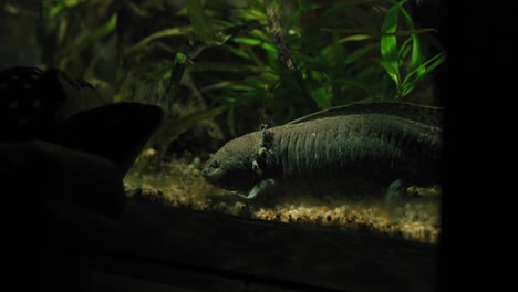 axolotl in a dimly lit aquarium with plants