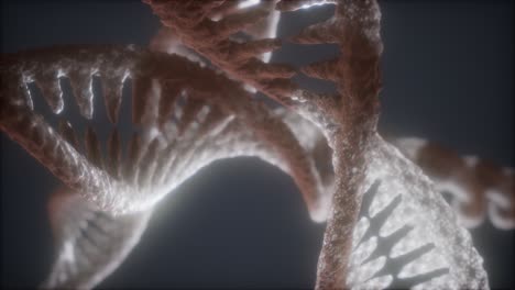 loop double helical structure of dna strand close-up animation