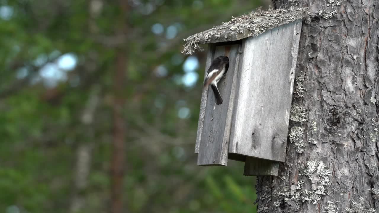 A pair of pied flycatchers diligently carry food to their chicks housed in a man-made nest box