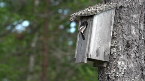 A-pair-of-pied-flycatchers-diligently-carry-food-to-their-chicks-housed-in-a-man-made-nest-box