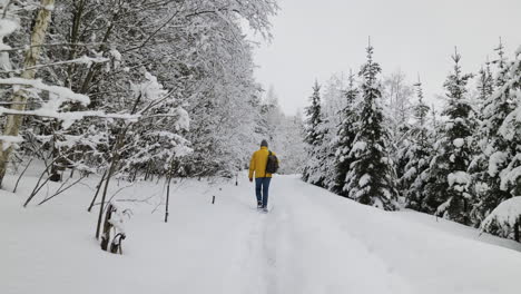 person walking in the forest