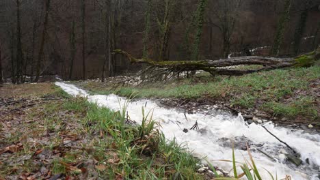 forest stream in winter