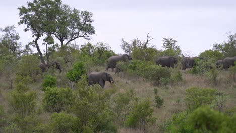 a large herd of african elephants roaming through dense underbrush, kruger, south africa loxodonta africana