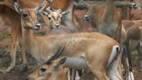 group of deers in the park