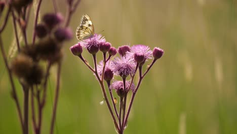 brown veined white butterfly on pompom weed