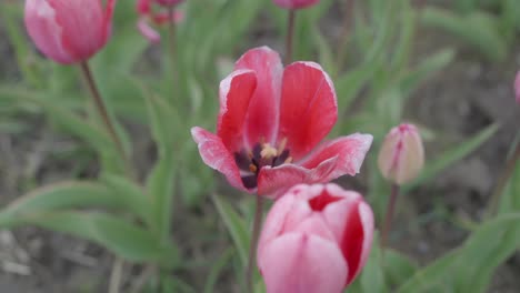 blooming red tulips