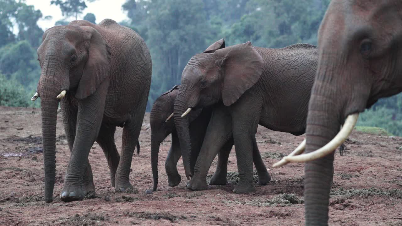una familia de elefantes sobre el hábitat en el parque nacional de aberdare, kenia, áfrica