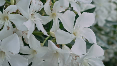 Close-up-pan-shot-of-white-cerium-oleander-flowers