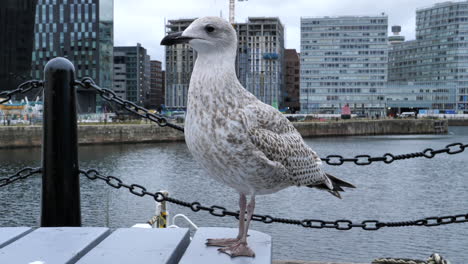 detail of seagull perched on the pier. handheld