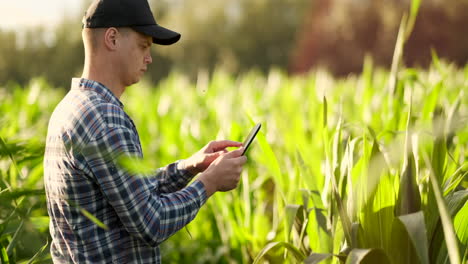 Middle-plan-side-view:-Male-farmer-with-tablet-computer-inspecting-plants-in-the-field-and-presses-his-fingers-on-the-computer-screen-in-slow-motion-at-sunset