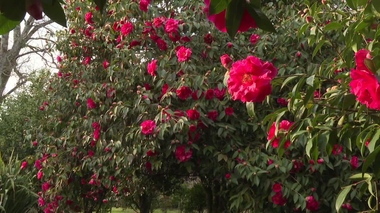 Beautiful Red Camellia Flowers in a Garden
