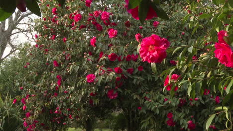 beautiful red camellia flowers in a garden