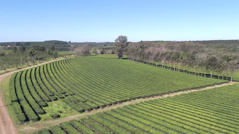 Vista-Aérea-De-Media-Altitud-Sobre-Los-Campos-Y-Las-Parcelas-Locales-De-Té-Verde,-Argentina