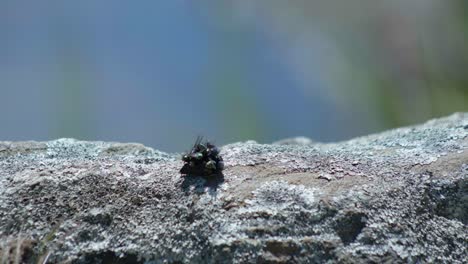 macro marvel: swarm of flies engaged in a feeding frenzy