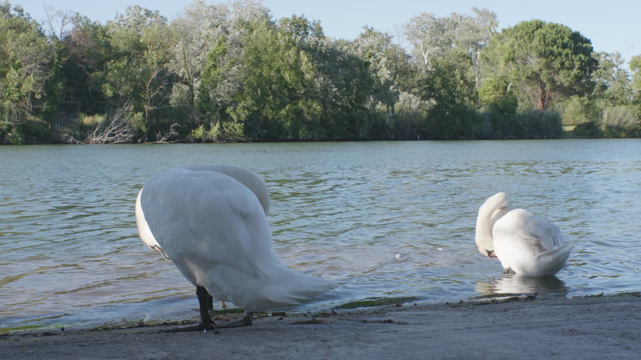 cisnes blancos en la orilla de un río limpiando sus plumas al sur de francia