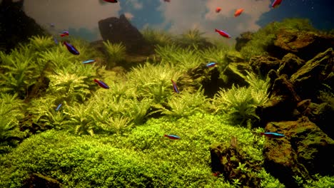 peces nadando en un acuario