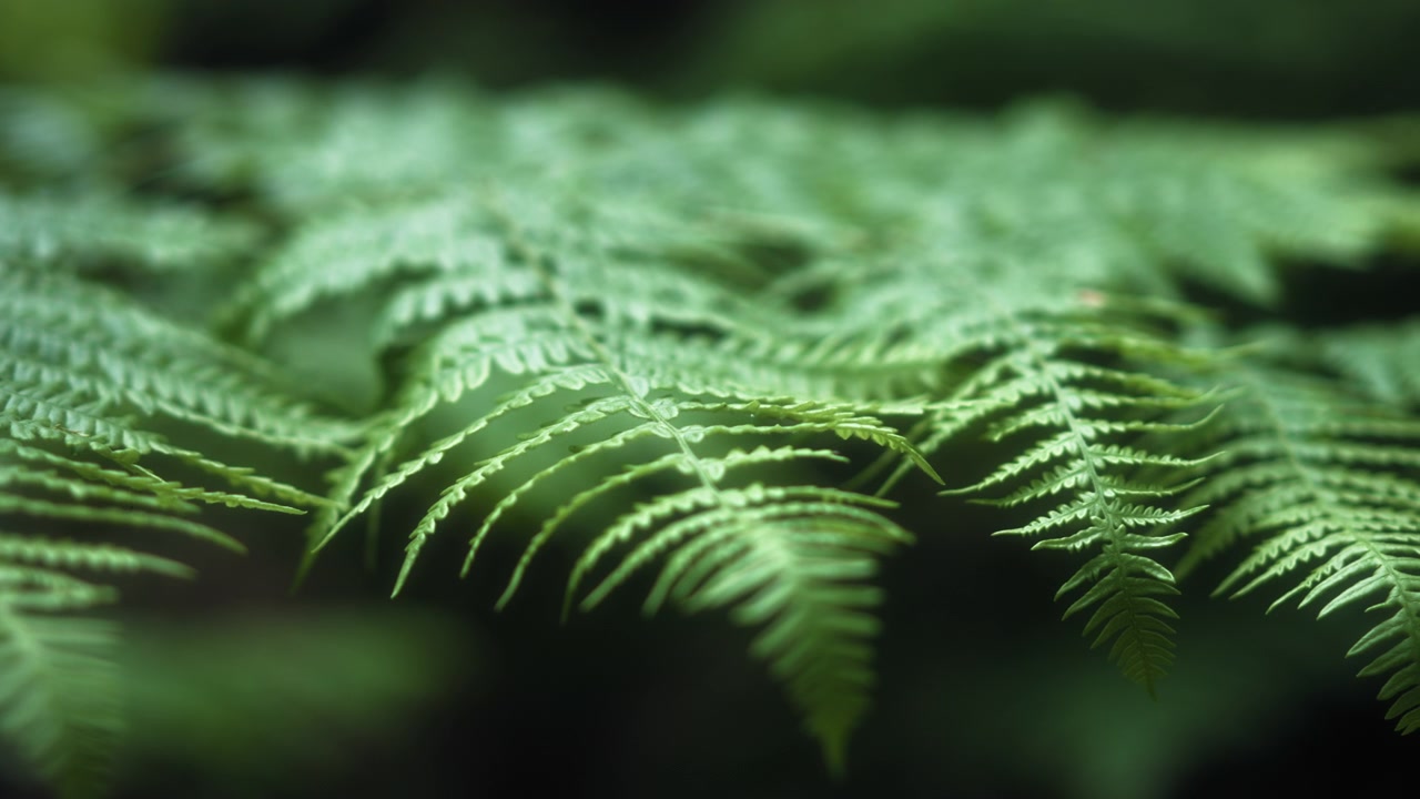 Primo piano di foglie di felce che crescono nella foresta pluviale temperata.