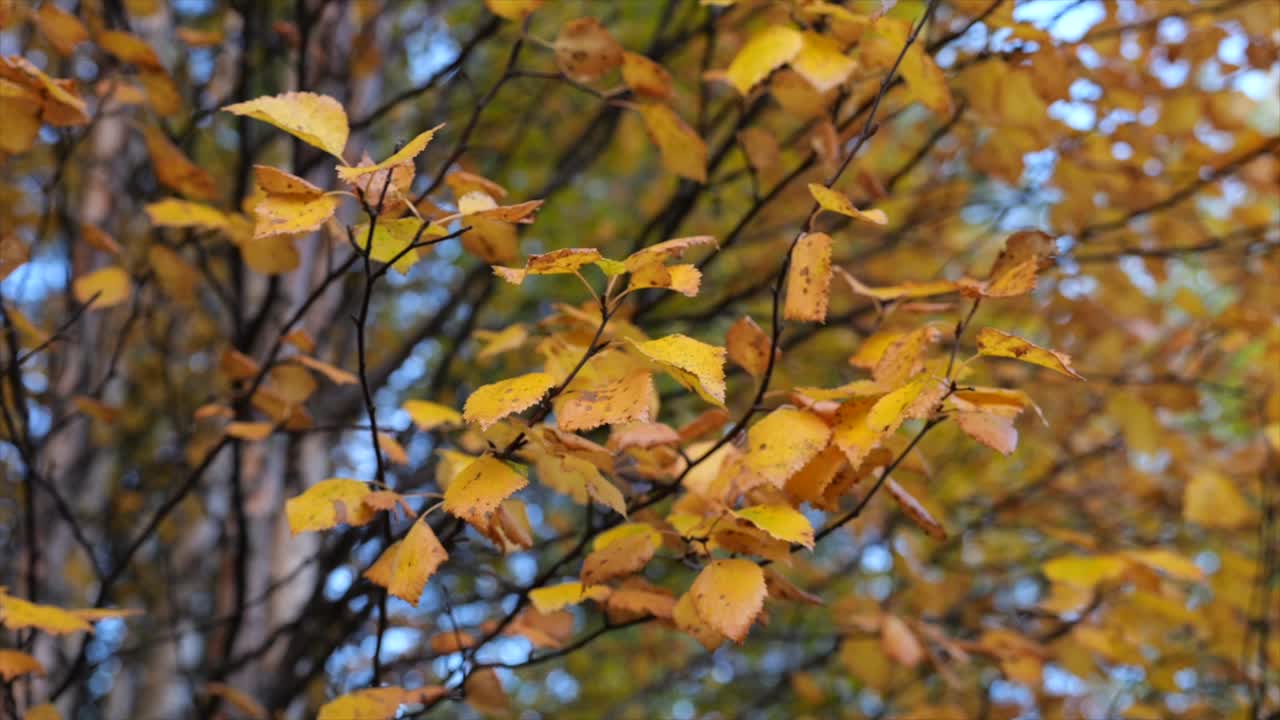 Sarı karaağaç yaprakları, doğa, sonbahar - dairesel sığ odak