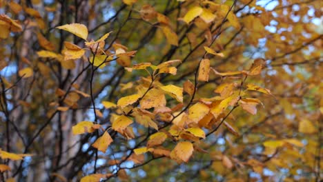 yellow elm tree leaves nature autumn - orbit shallow focus