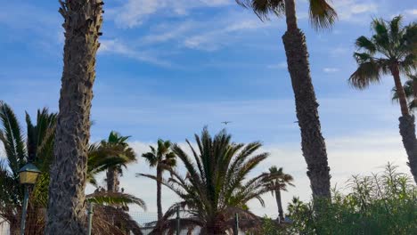 un avión volando sobre las palmeras, un cielo azul soleado en la isla tropical de fuerteventura, un destino de vacaciones tropicales